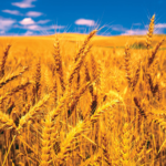 Cereal-crops-wheat-reproduction