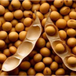 soja