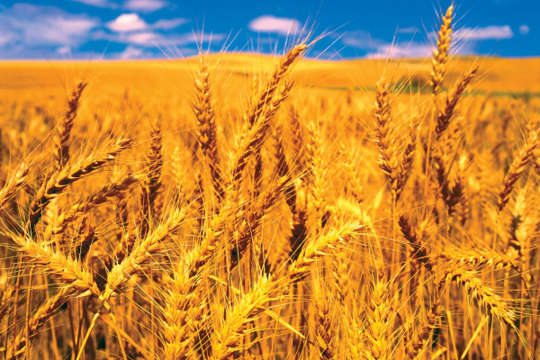 Cereal-crops-wheat-reproduction