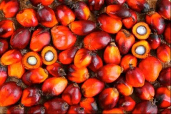 Palm oil